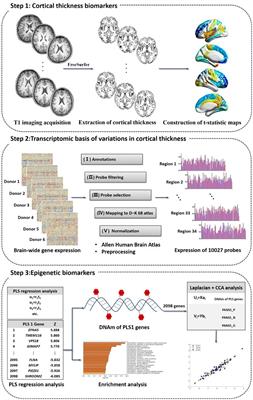 Longitudinal multi-omics alterations response to 8-week risperidone monotherapy: Evidence linking cortical thickness, transcriptomics and epigenetics